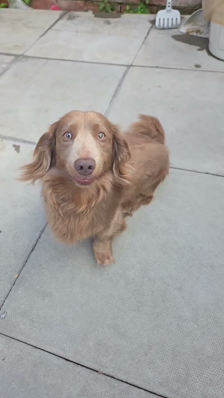 Miniature Dachshund dogs for sale: TRUE miniature dachsaund in Leicester - Video 5