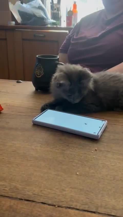 Maine Coon cats for sale: Blue Maine Coon babies - Video 2