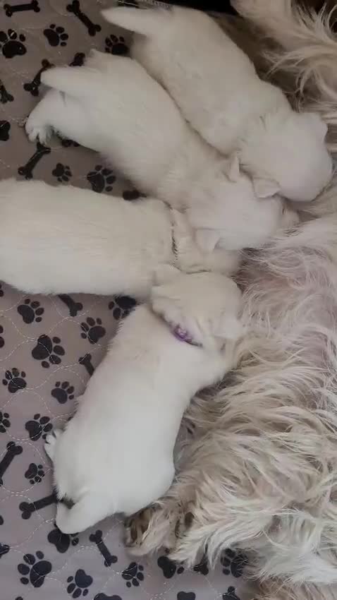 West Highland Terrier dogs for sale: KC registered - Beautiful 2 girls and 2 boys  - Video 1