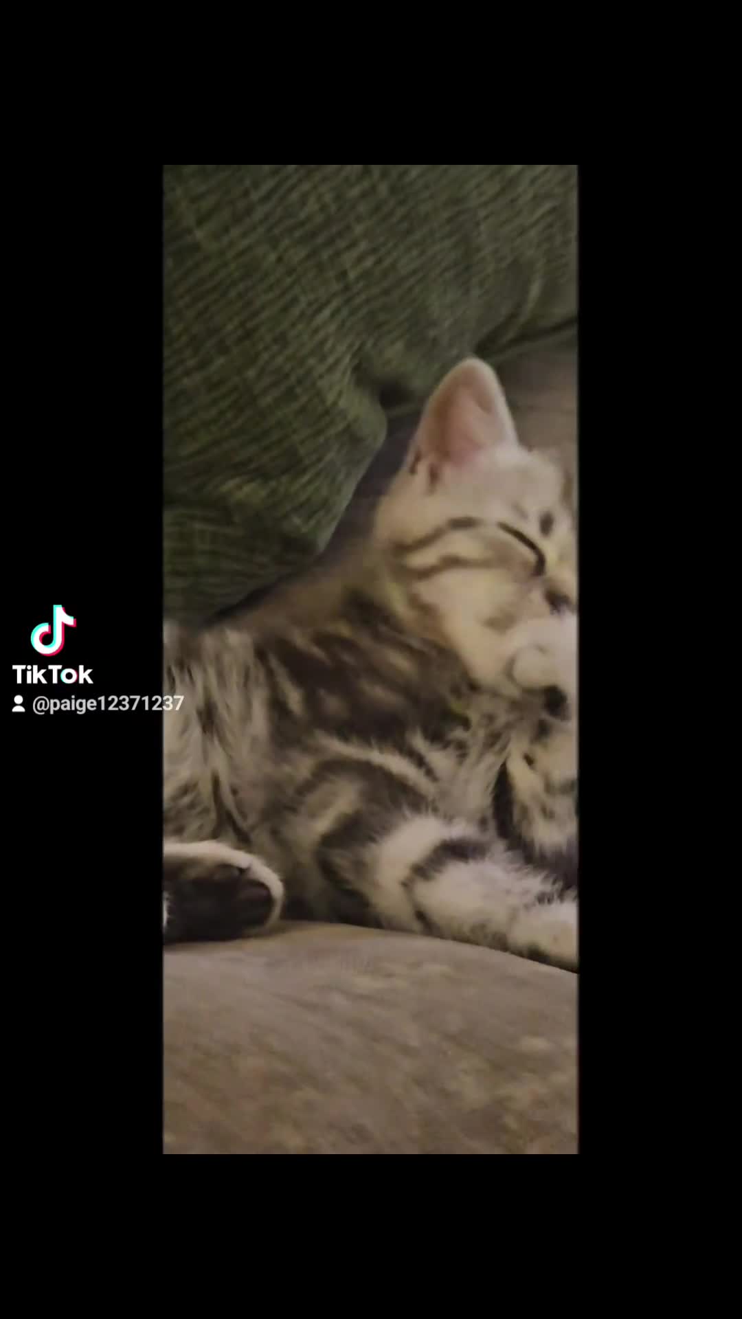 British Shorthair cats for sale: BEAUTUFUL LILAC SILVER TABBY BOY 💙🐈 - Video 1
