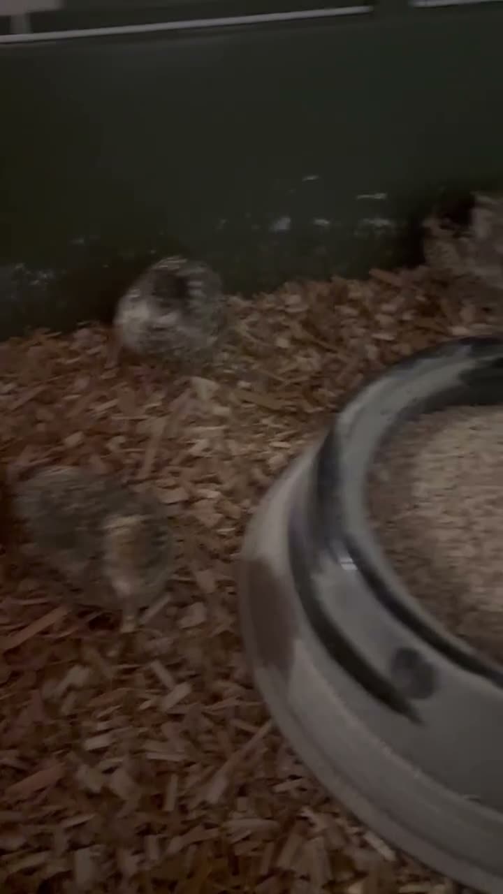 Quail poultry for sale: Sexed Chinese Painted Button Quail  - Video 1