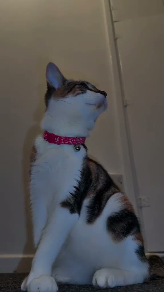 Mixed Breed cats for sale: Luna gorgeous cqt - Video 1