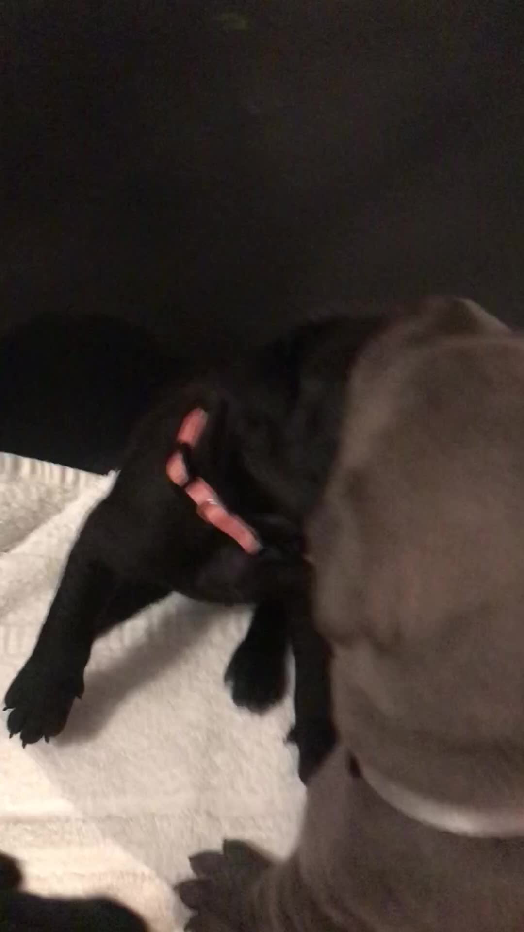 Cane Corso dogs for sale: ONE & ONLY UK LITTER DEL DYRIUM BLOOD LINES  🖤  - Video 1