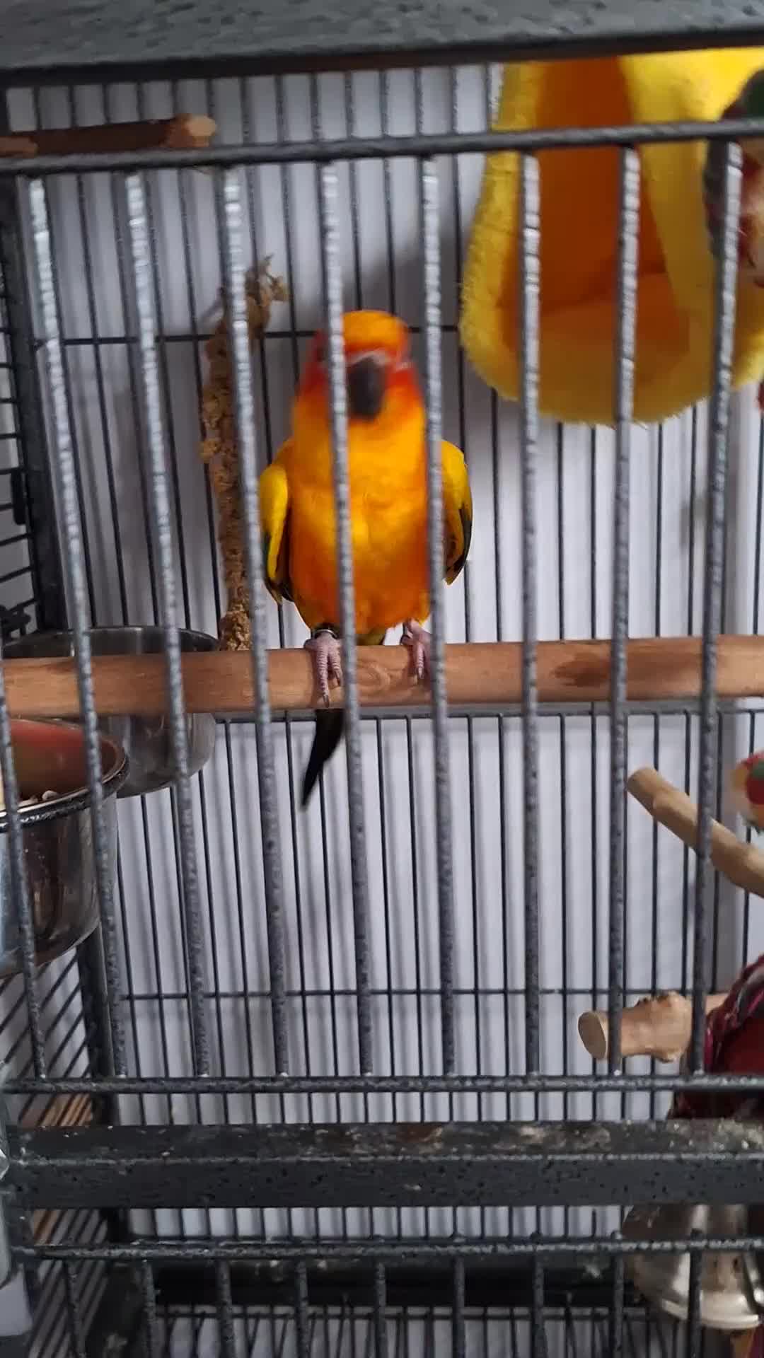 Conures birds for sale: 2 year old Sun Conure for sale. - Video 3