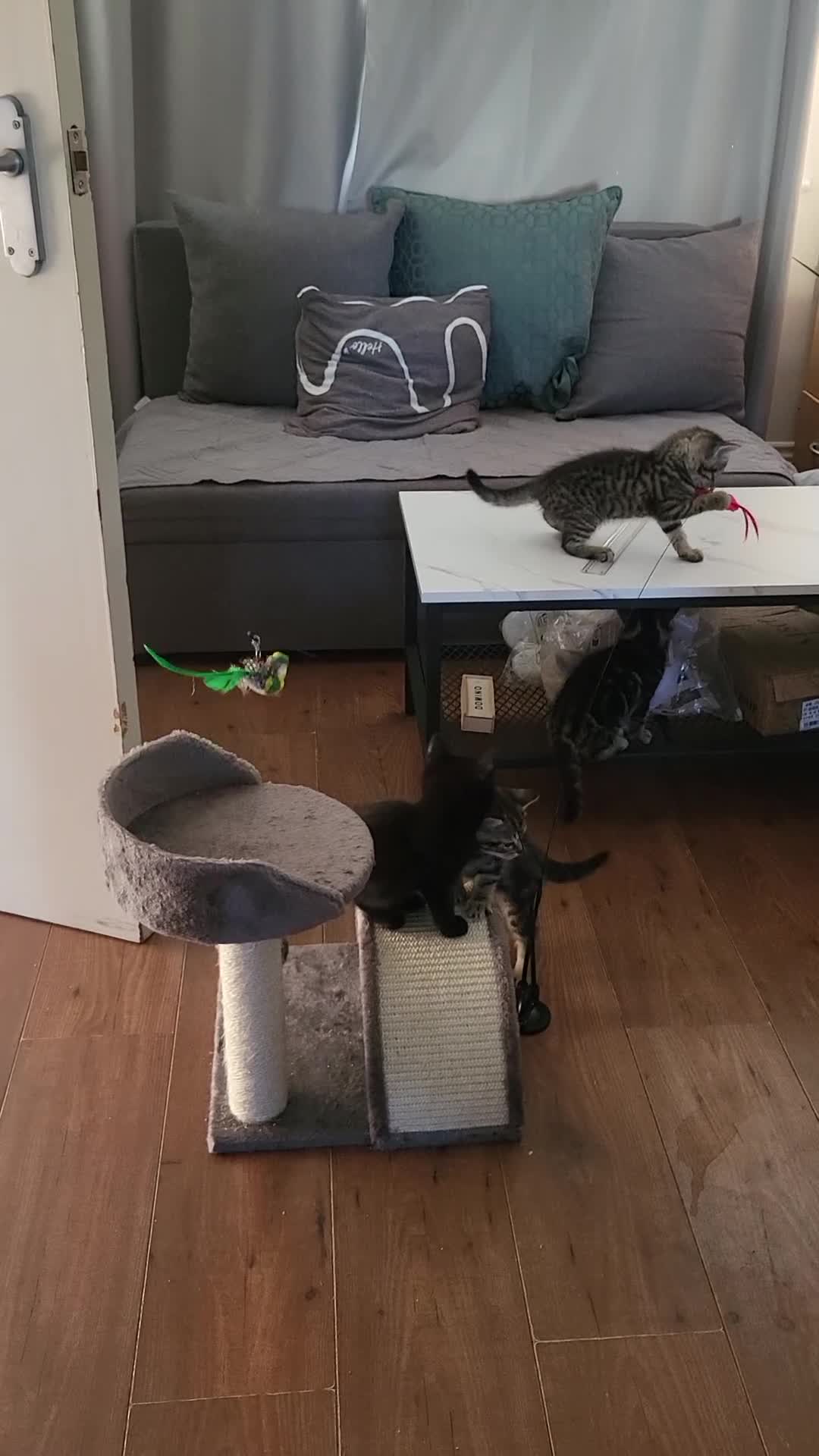 Mixed Breed cats for sale: Cute playful 5 kittens - Video 3