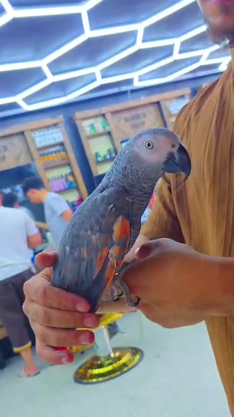 Parrots birds for sale: Afrecan grey - Video 3