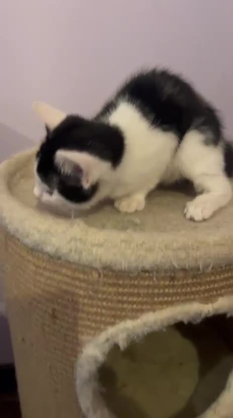 Mixed Breed cats for adoption: Twig the rescue kitten deserves a forever home - Video 1
