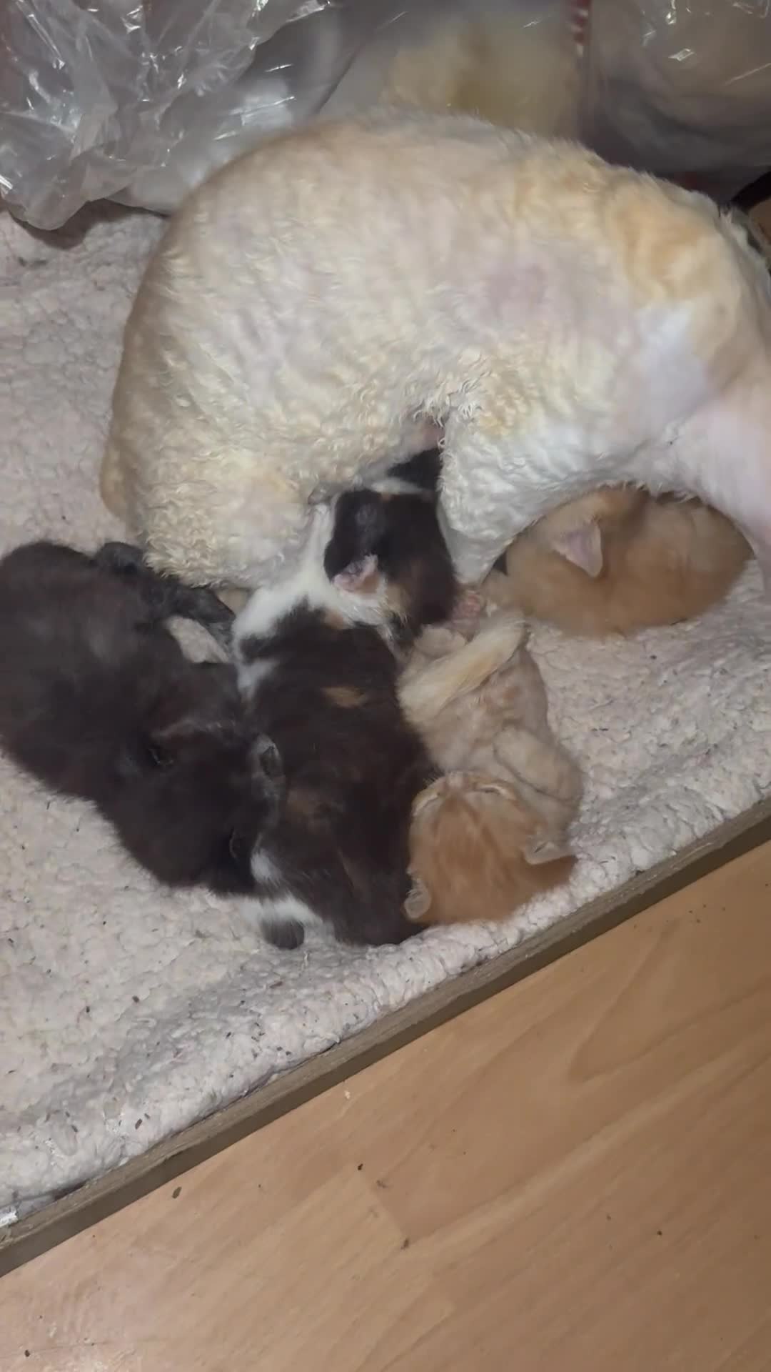 Devon Rex cats for sale: Adorable first generation permitted outcross - Video 2