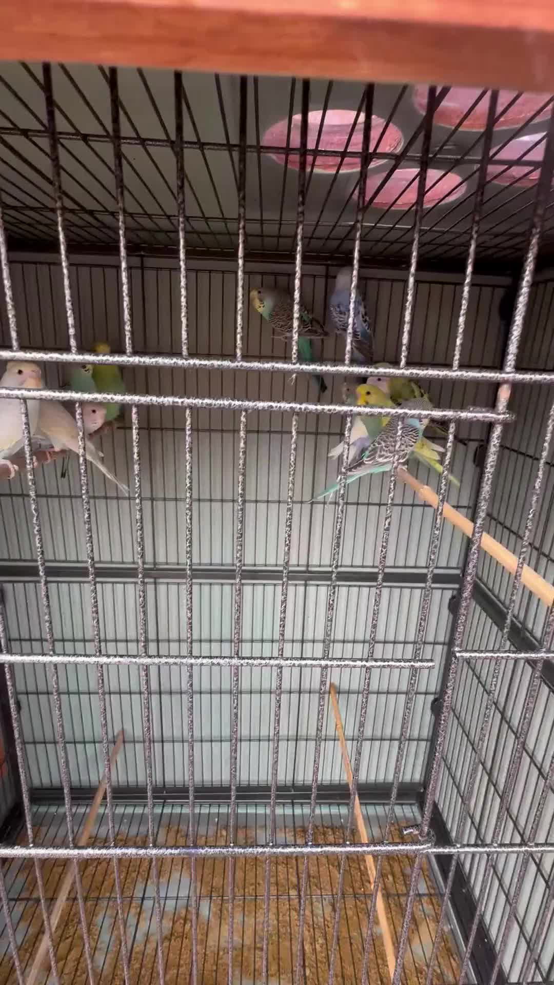 Budgerigars birds for sale: Baby budgies for sale - Video 1