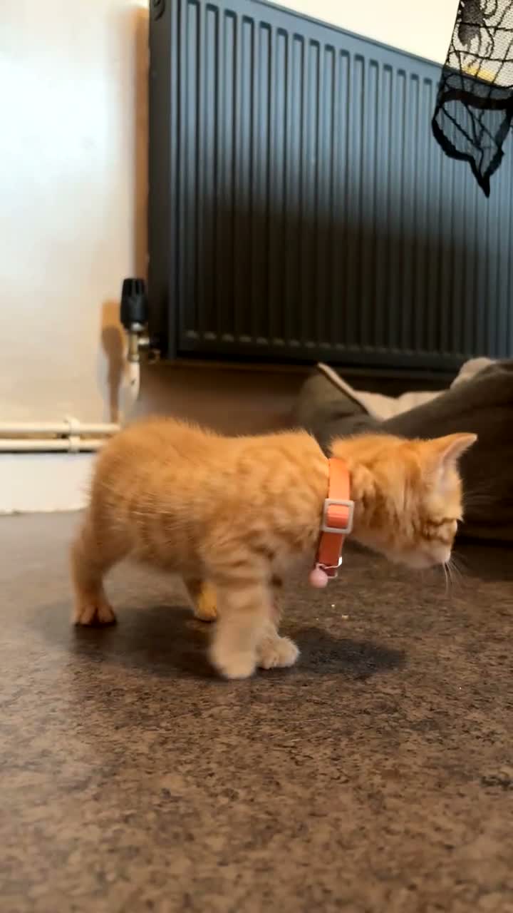 Mixed Breed cats for sale: 3 beautiful ginger kittens looking for 🏡🧡🫶🏻 - Video 2