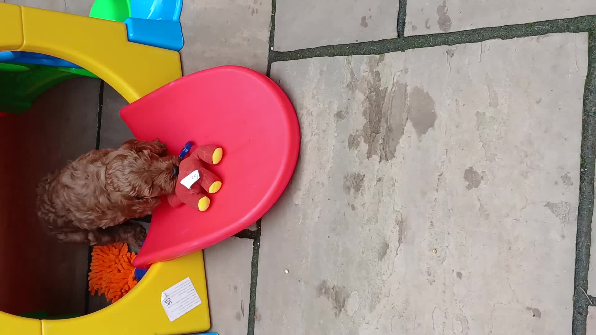 Cockapoo dogs for sale: F2 Cockapoos  - Video 2