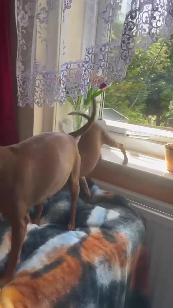 Miniature Pinscher dogs for sale: .🐾 Beautiful Miniature Pinscher Boy 🏡❤️ - Video 2