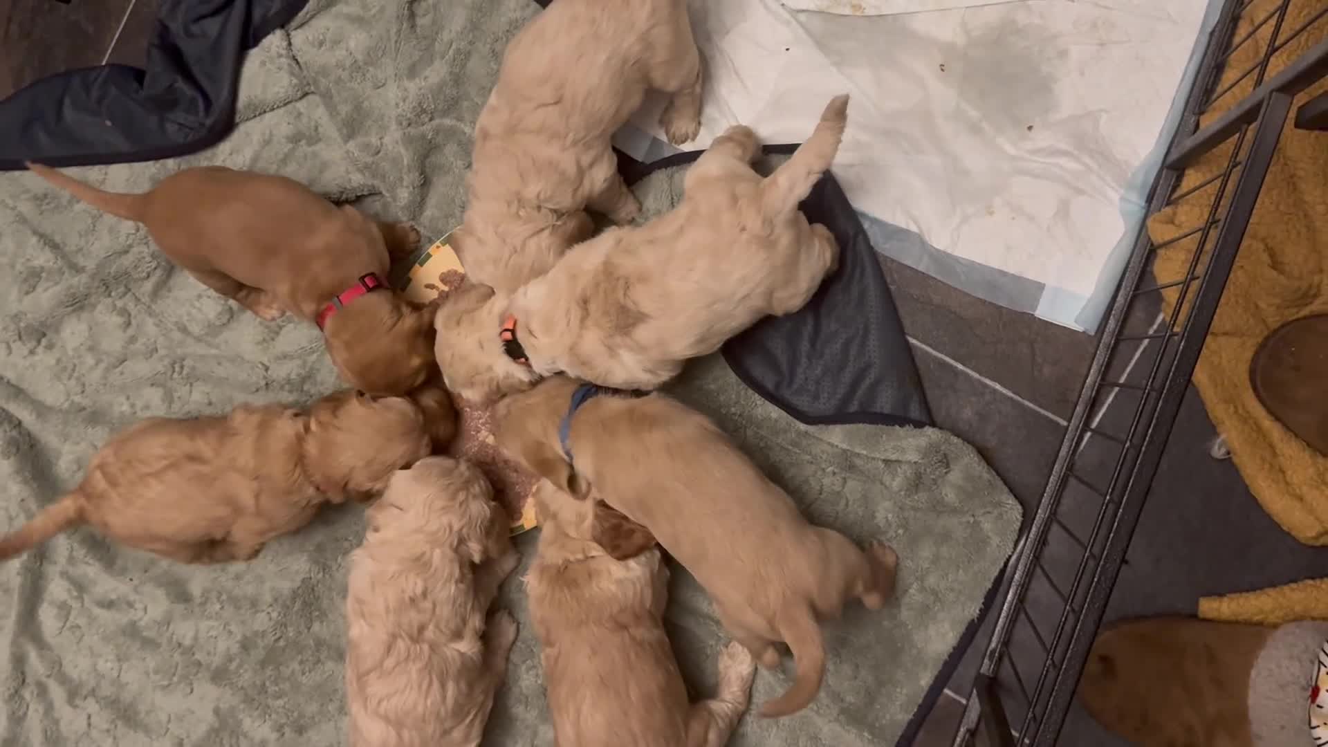 Cockapoo dogs for sale: Wonderful Litter of Cockerpoos, in Belper - Video 1