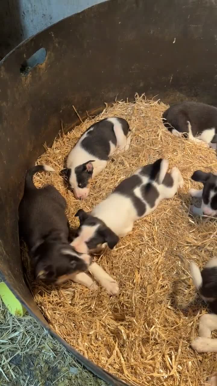 Mixed Breed dogs for sale: Chunky Tri coloured Collie pups for sale - Video 1