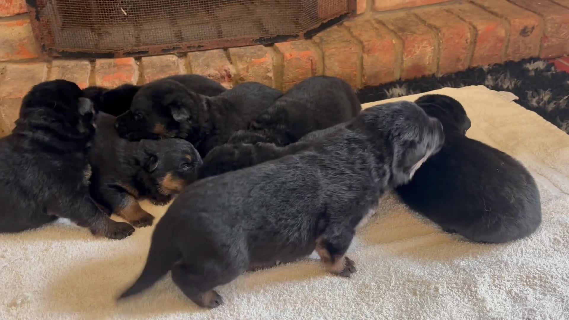German Shepherd dogs for sale: Quality Litter of GSD Puppy’s @icepack - Video 2