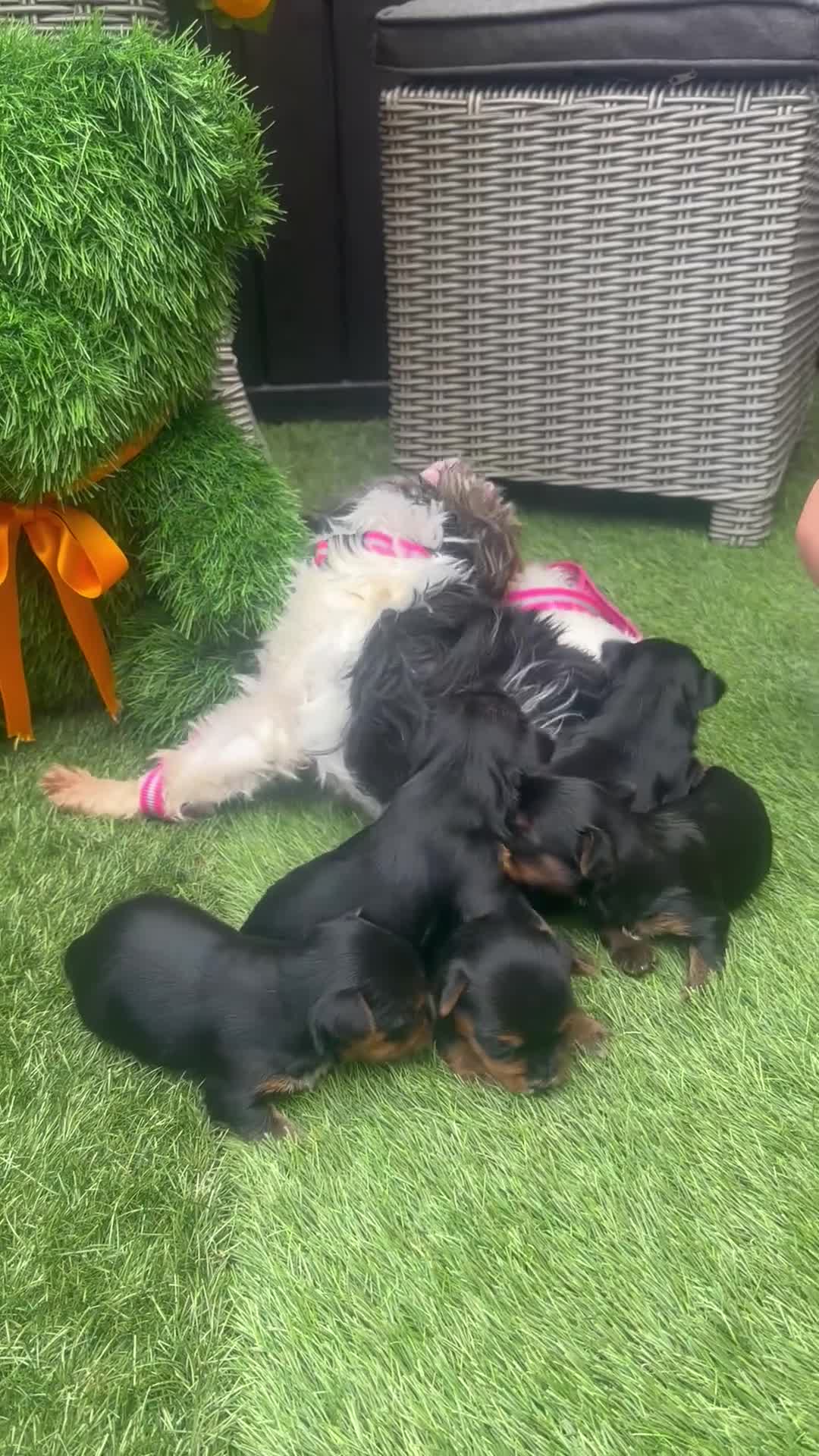 Yorkshire Terrier dogs for sale: Yorkie Buer - Video 1