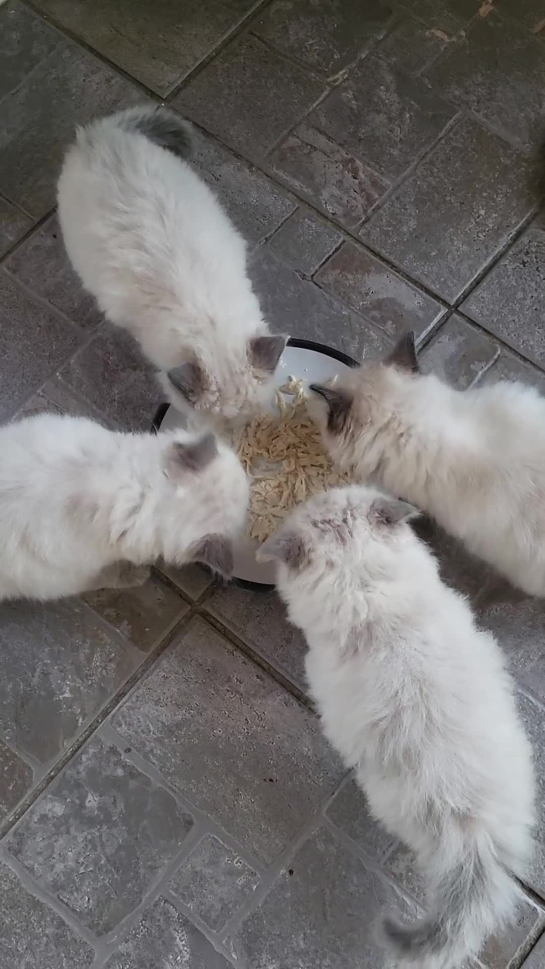 Ragdoll cats for sale: 5 beautiful ragdoll kittens - Video 1