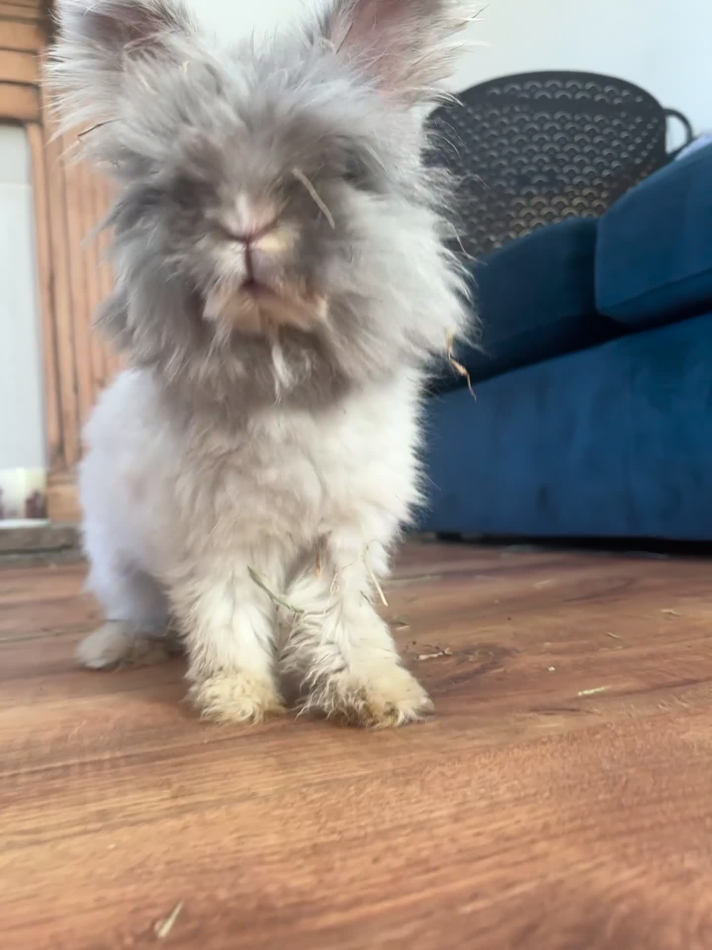 Angora rabbits for sale: Dudley - Video 1