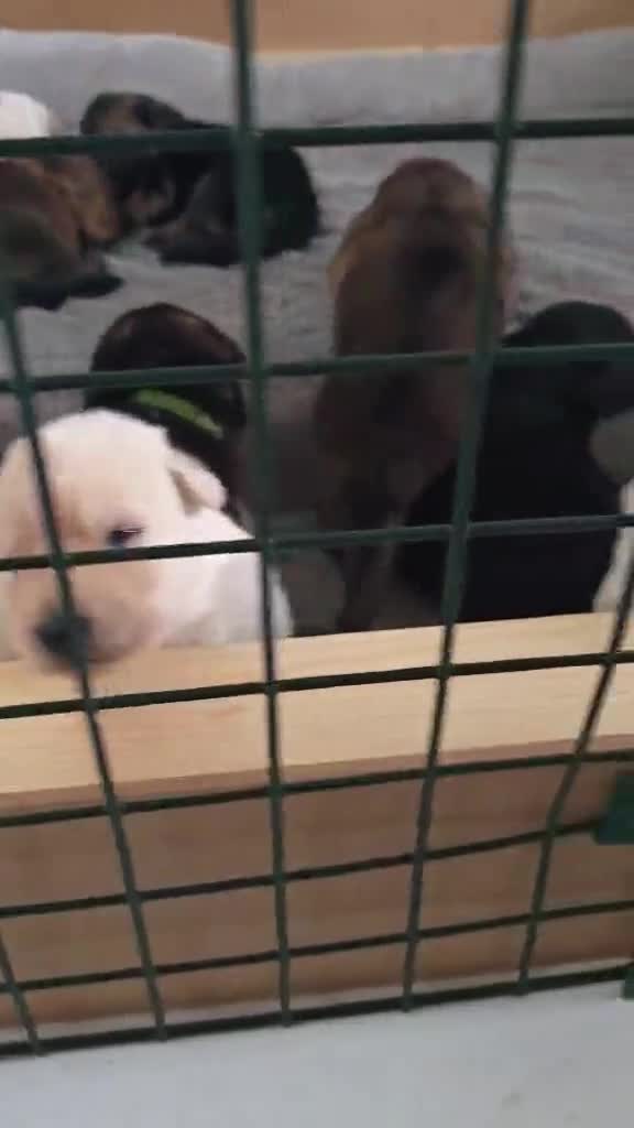 German Shepherd dogs for sale: GSD pups for sale - Video 1
