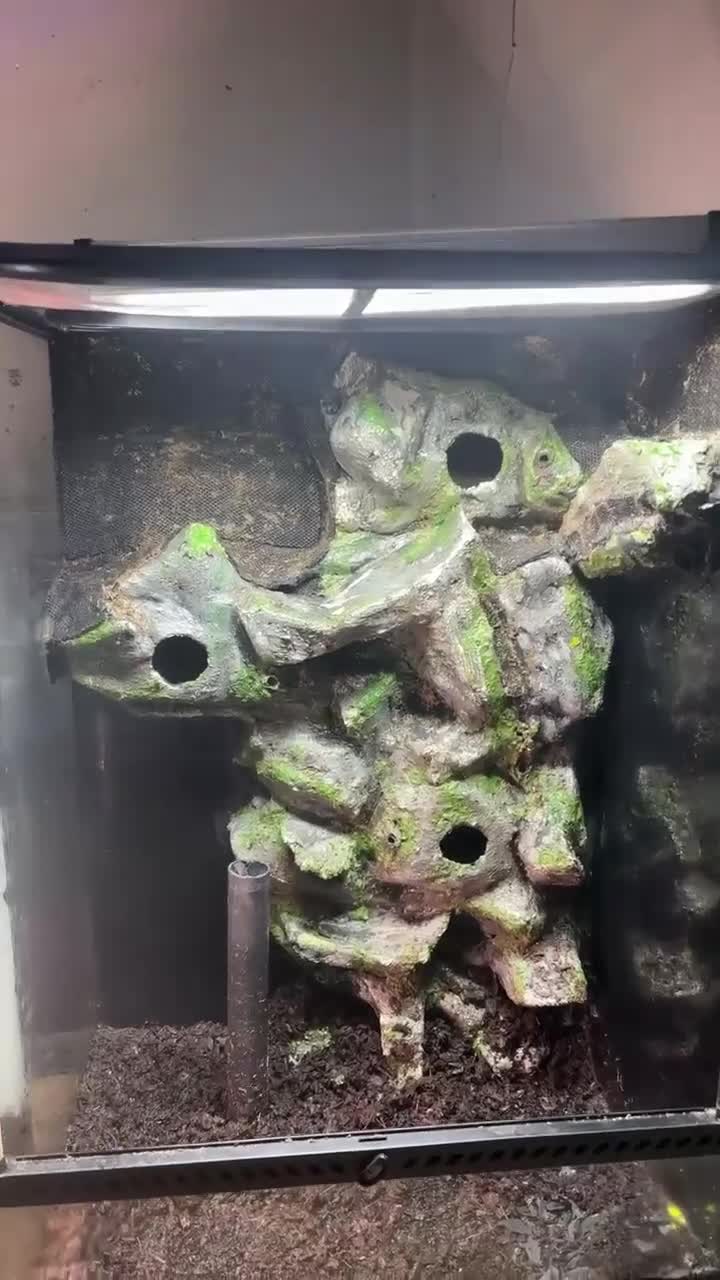 Gecko reptiles for sale: £100 quick sell Exo terra 60x45x90  - Video 1