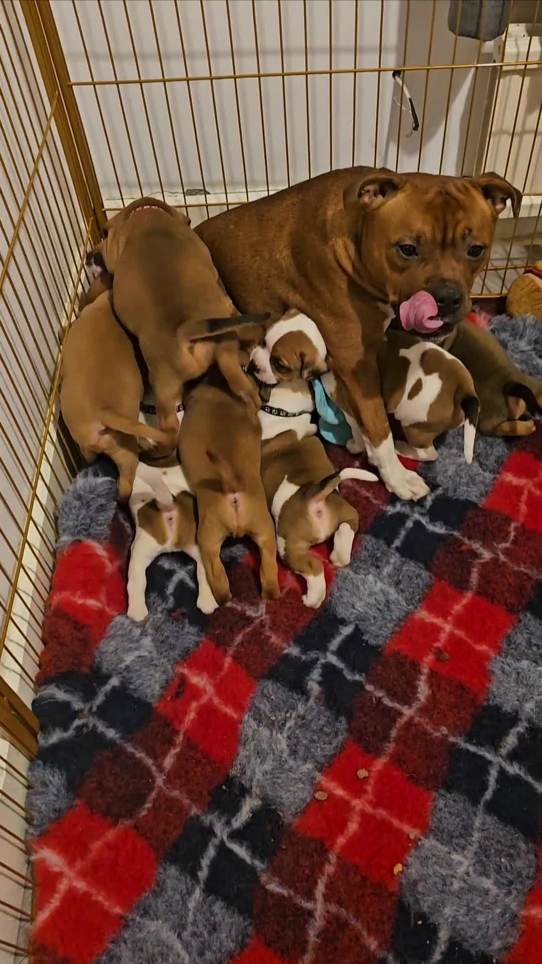 Staffordshire Bull Terrier dogs for stud: 🥨ZEUS PIED PERFECTION 🥨 COI 2.1% in Rochdale - Video 4