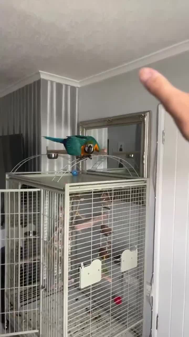 Macaws birds for sale: Blue & Gold Macaw 18 weeks  - Video 1