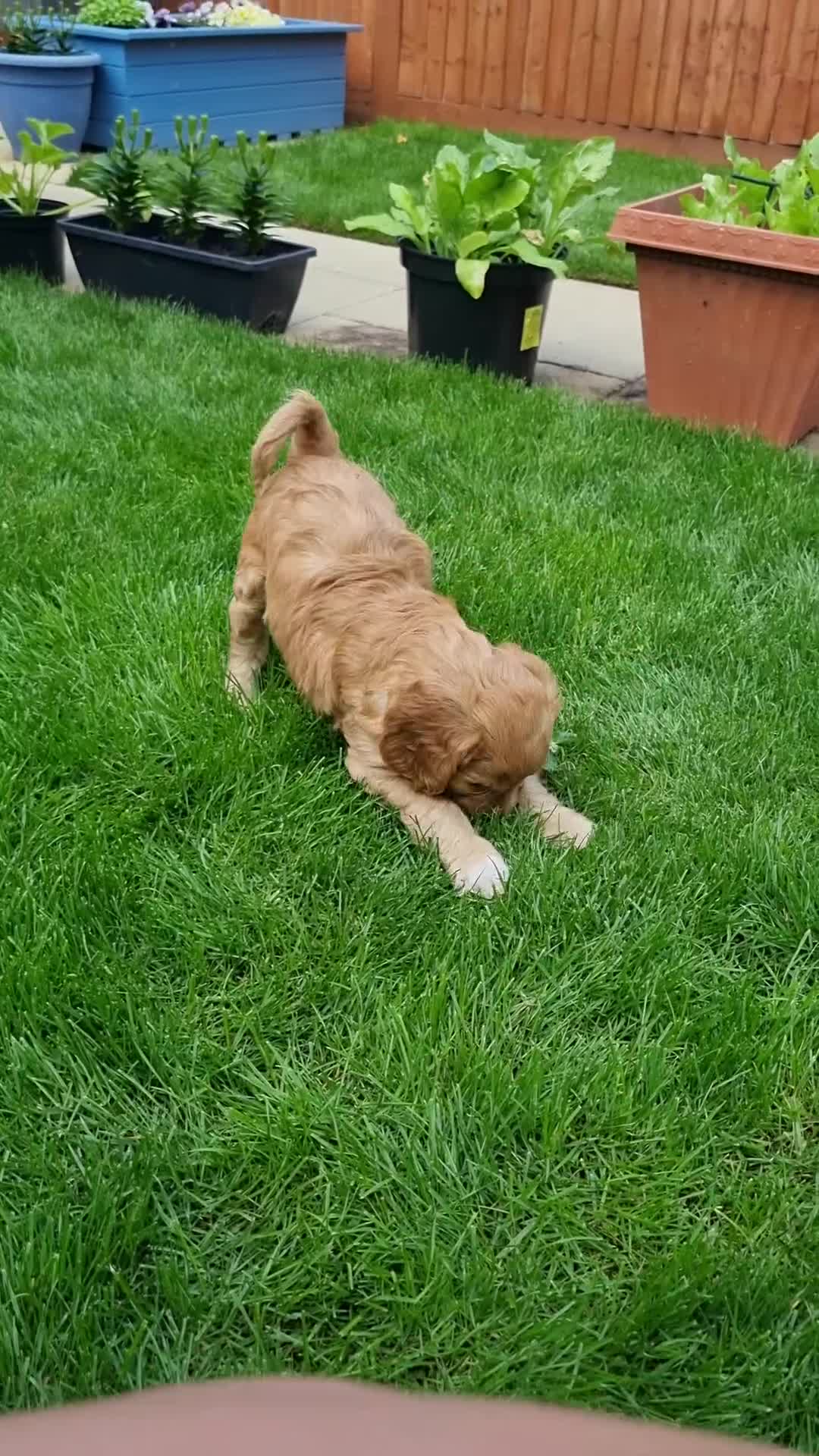 Cockapoo dogs for sale: Charming F1 cockerpoo boy seeking forever home - Video 1