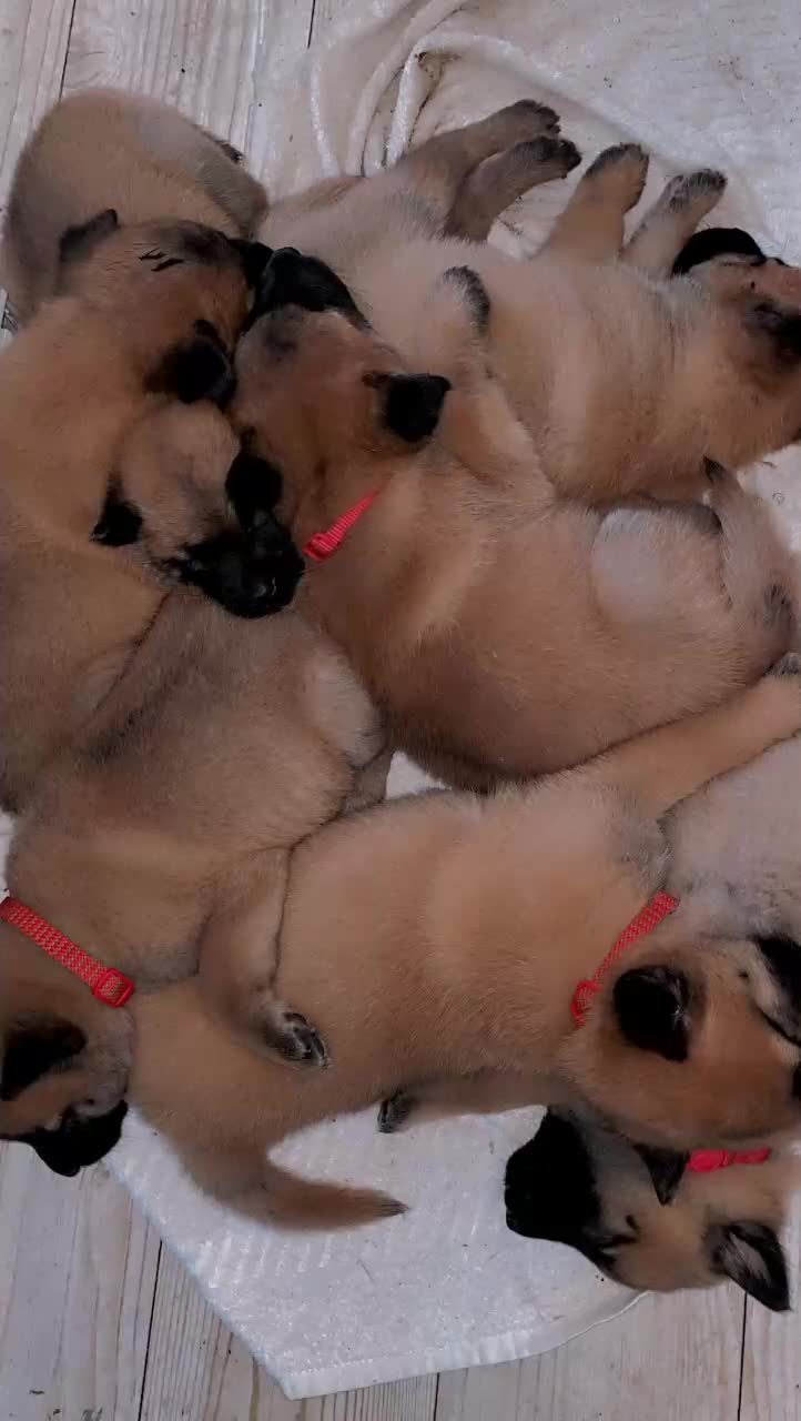 Mixed Breed dogs for sale: 🐶 chow chow x Belgian maliniois🐶 - Video 1