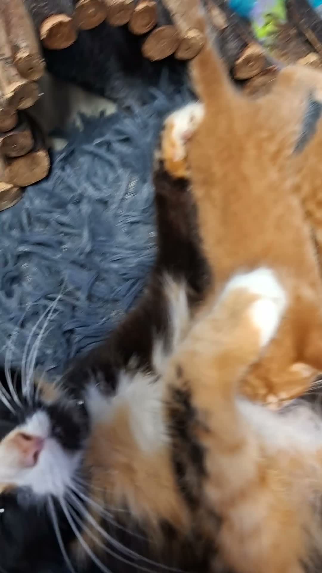 Mixed Breed cats for sale: 5 beautiful kittens for sale - Video 2