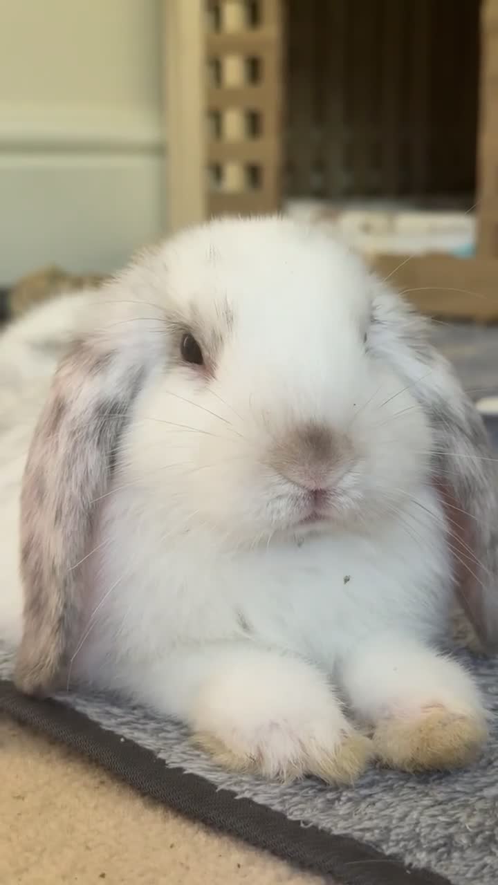 Dwarf Lop rabbits for sale: House bunny needing rehoming🐰 - Video 1