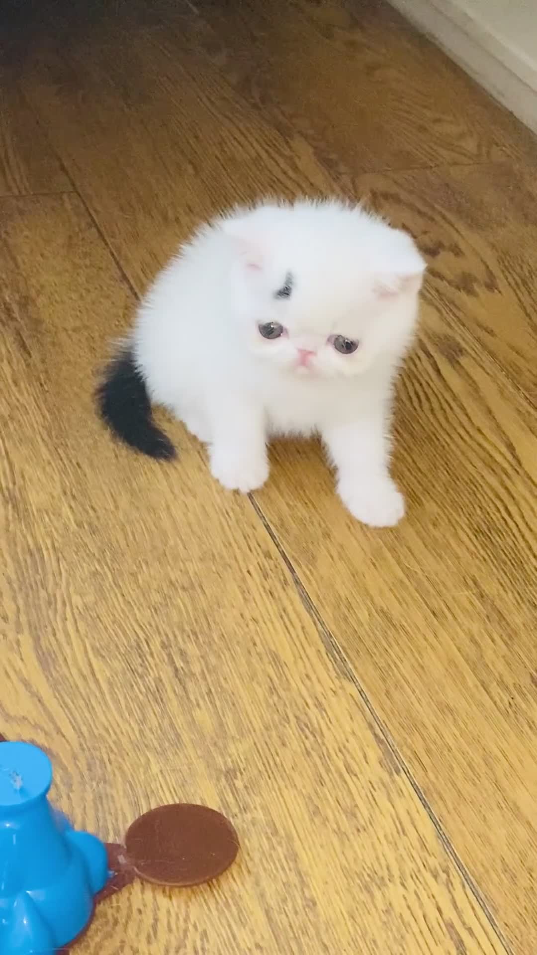 Exotic cats for sale: 🏆PREMIUM QUALITY KITTENS🏆 - Video 1