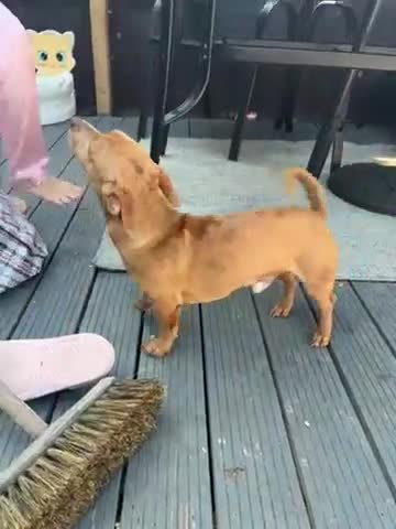 Mixed Breed dogs for sale: Re homing due to family commitments  in Stevenage - Video 1