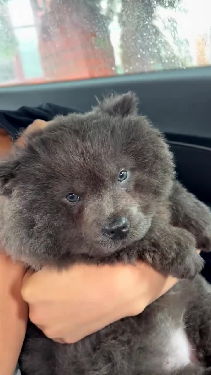 Chow Chow dogs for sale: Female chow chow  - Video 4