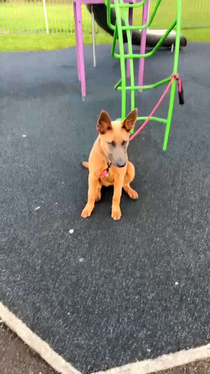 Mixed Breed dogs for sale: Belgium malinois x German Shepard  - Video 3