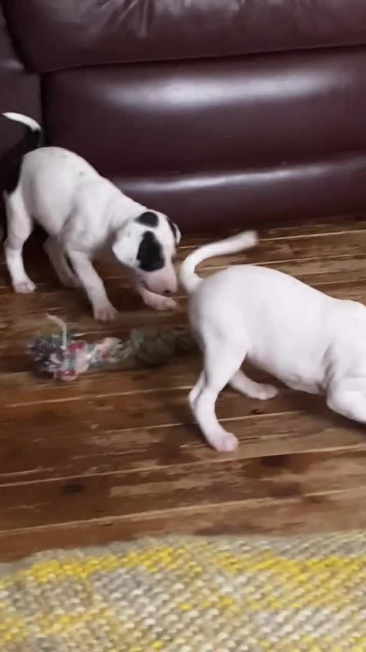 Mixed Breed dogs for sale: adorable Lurcher puppies - Video 2
