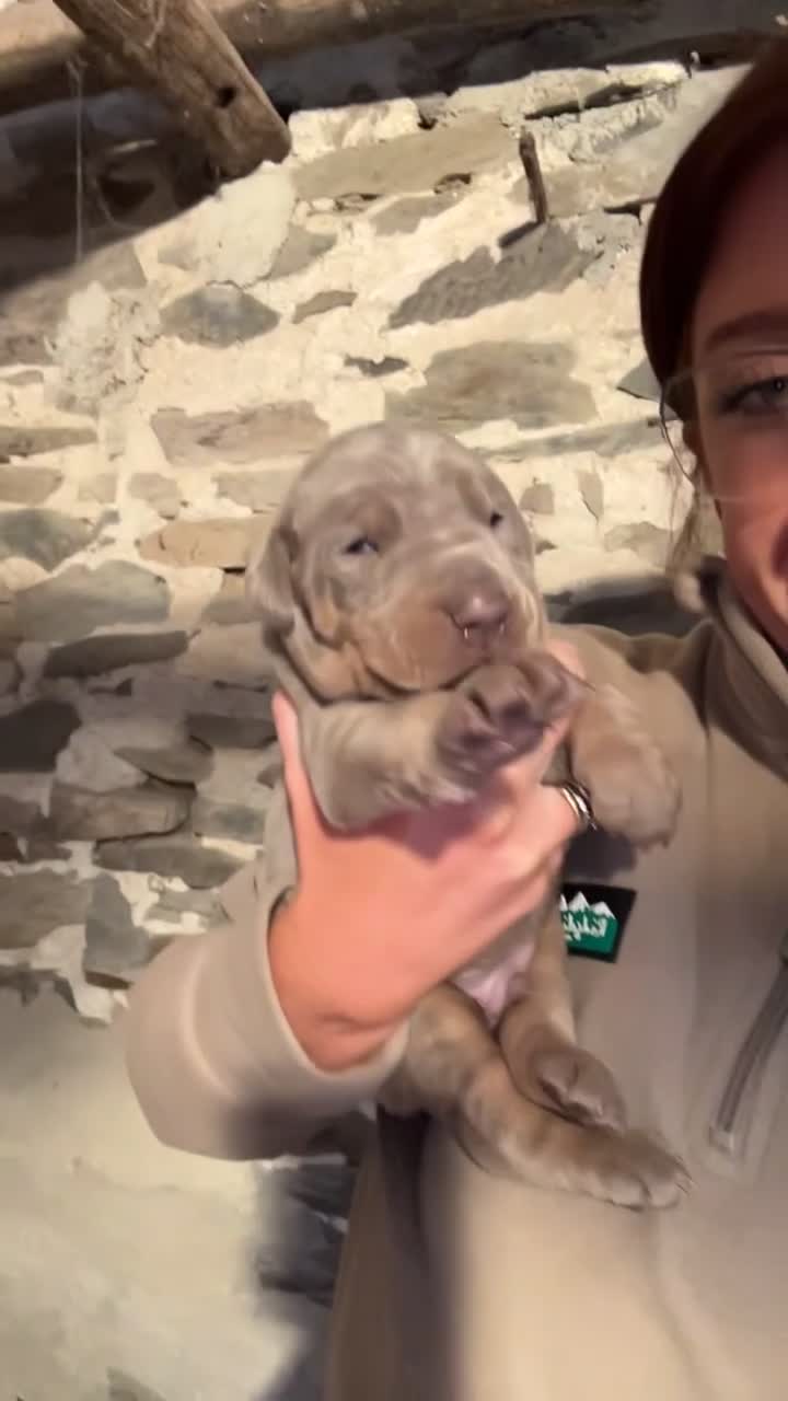 Dobermann dogs for sale: !! 1 FAWN MALE LEFT!! Dobermann puppies for sale  - Video 5