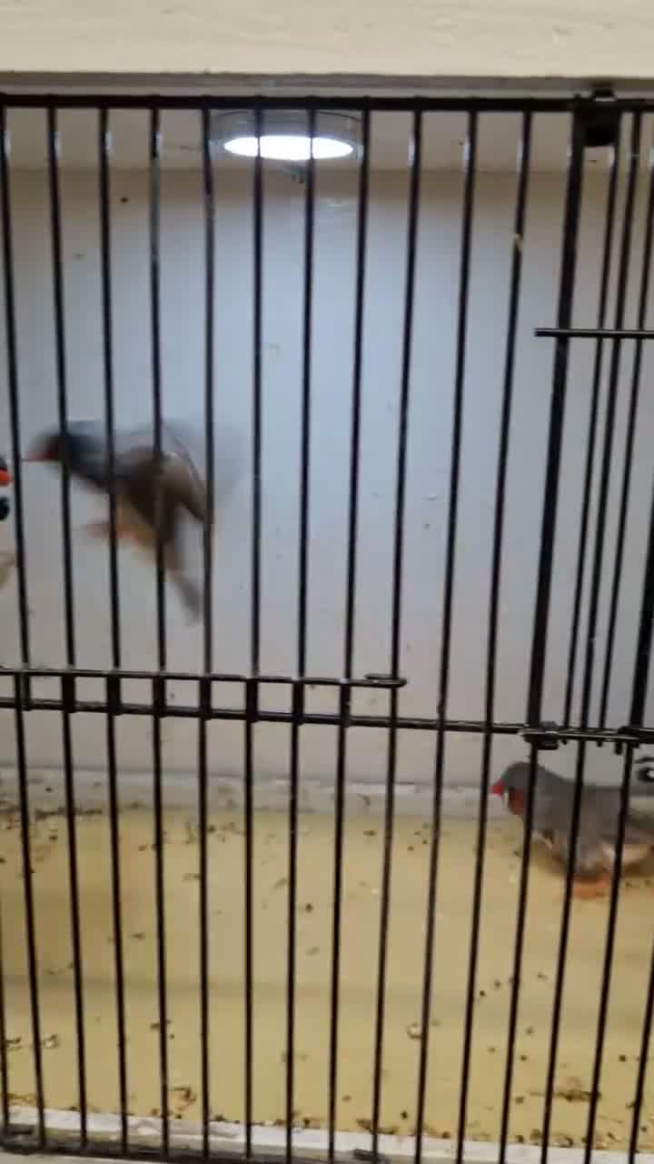 Finches birds for sale: Zebra Finches For Sale in Tadley - Video 1