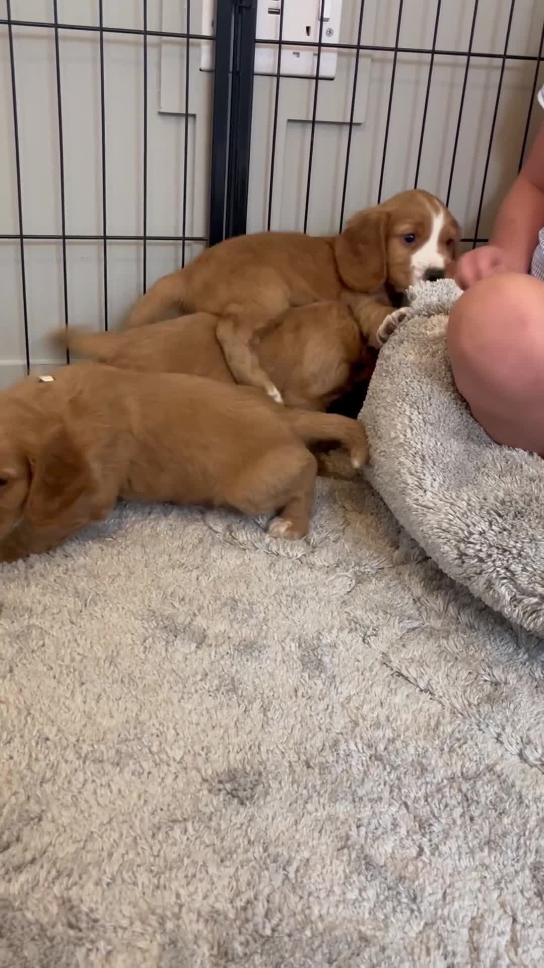Cocker Spaniel dogs for sale: Beautiful Golden cockers free insurance with agria - Video 3