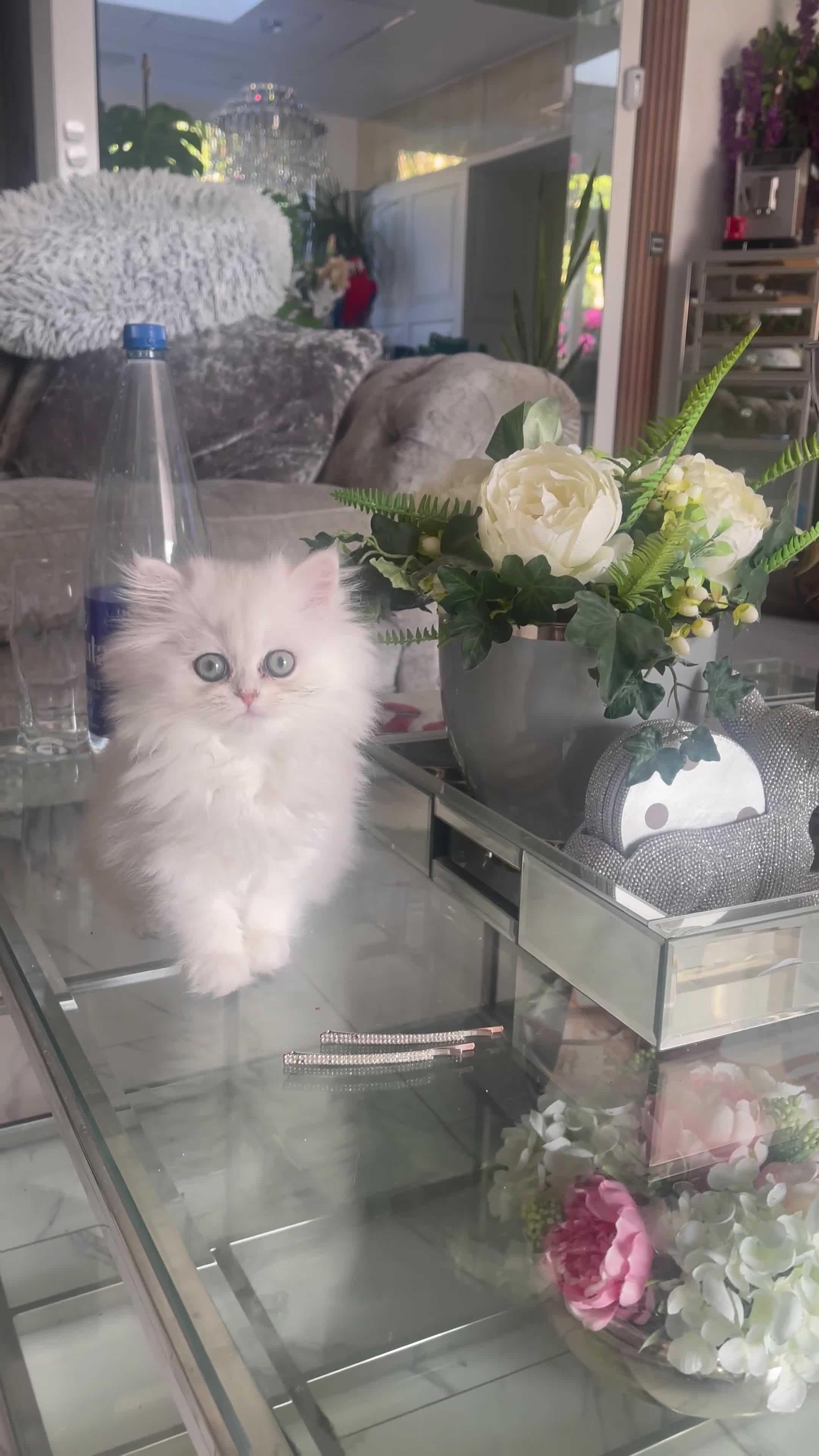 Persian cats for sale: Silver Persian chinchilla kittens, 2 Male 1 Female - Video 3