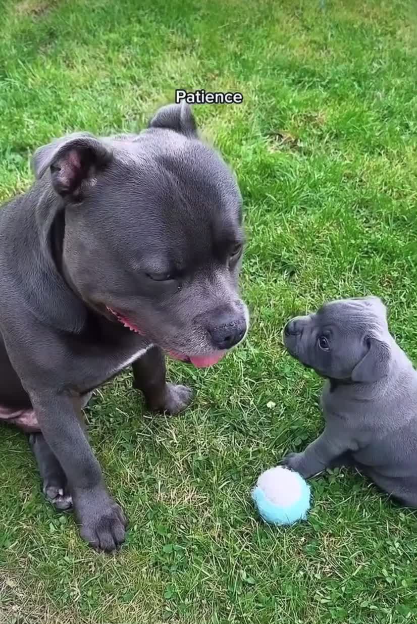 Staffordshire Bull Terrier dogs for sale: Brilliant Pure Staffordshire Bull Terrier puppies in Glasgow - Video 2