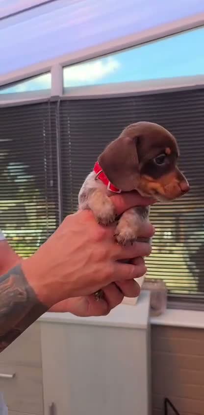 Miniature Dachshund dogs for sale: 🐶 Tiny minature dachshund puppies 🐶  - Video 3
