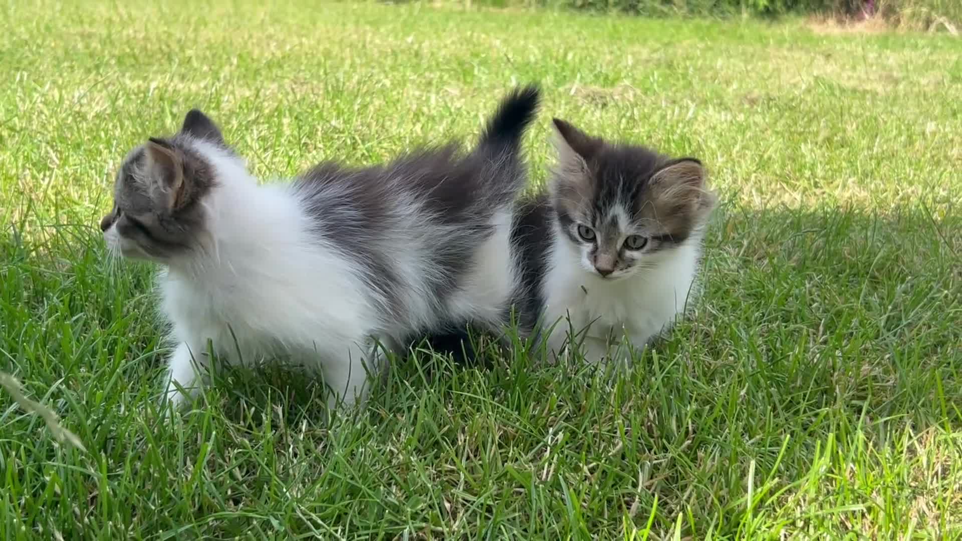 Mixed Breed cats for sale: Long & short haired kittens males and females  - Video 1