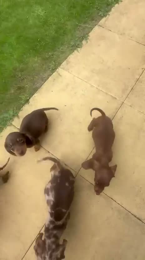 Dachshund dogs for sale: Dachshund puppies 🐶  - Video 1