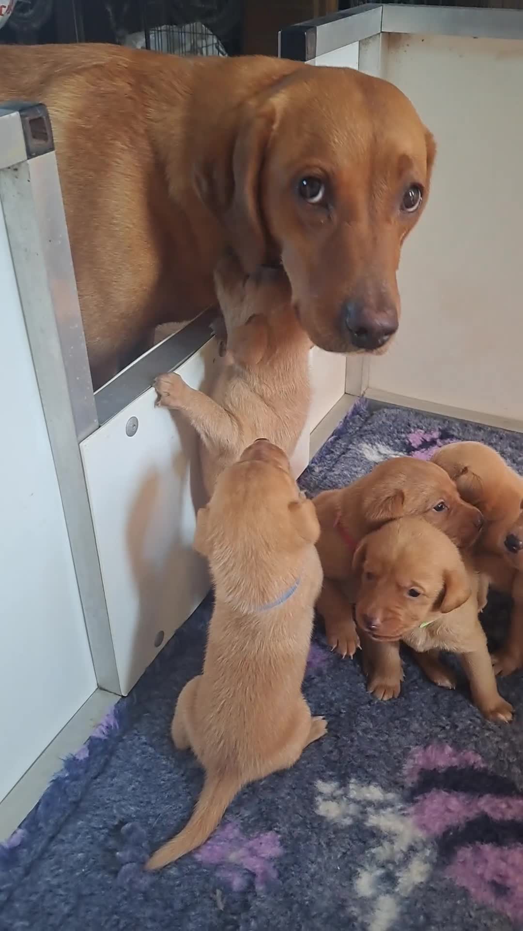 Labrador Retriever dogs for sale: Stunning Fox red Labrador pups - Video 2