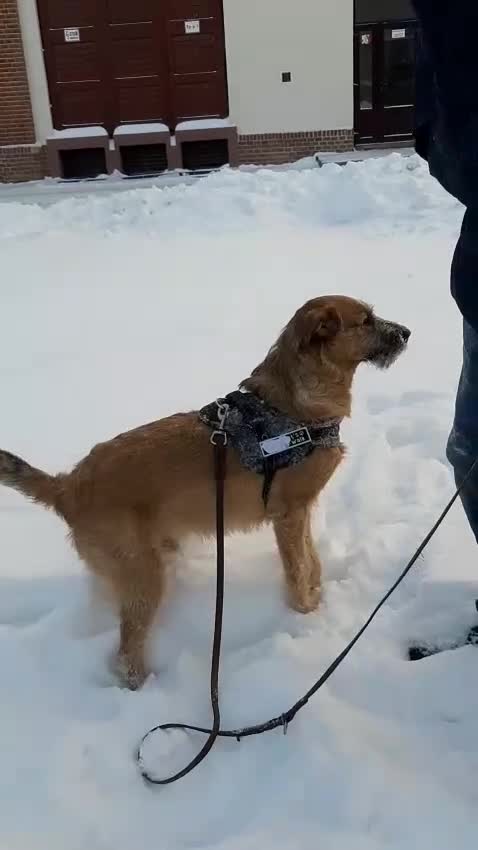 Mixed Breed dogs for adoption: 💙NIKE💙7 month old boy who lives with 17 cats🐱😍 - Video 2