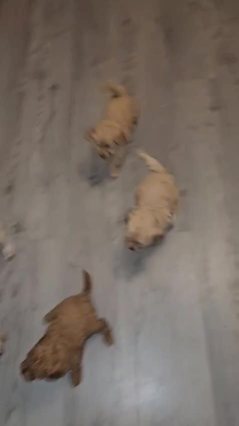 Cavapoo dogs for sale: F1B Cavapoo puppies  - Video 2