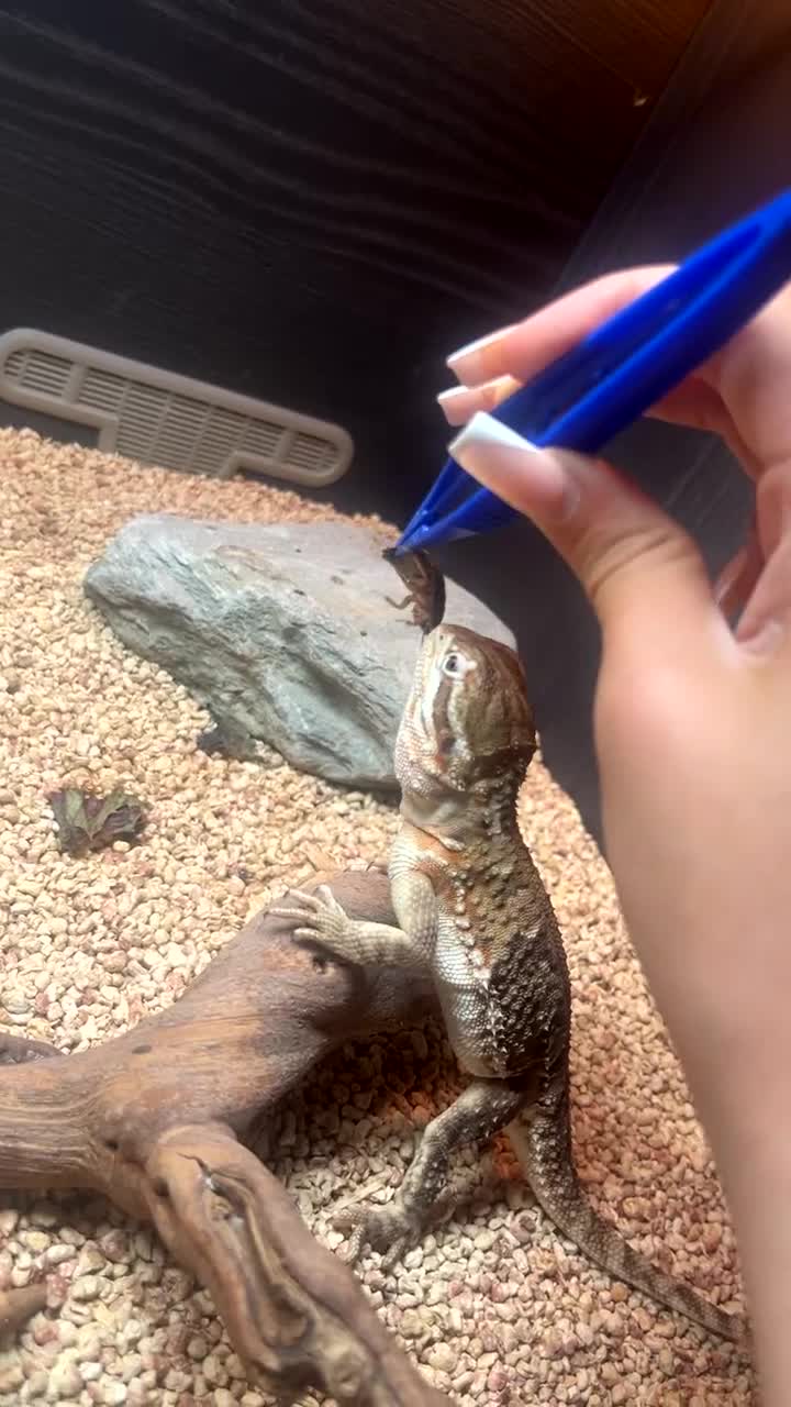 Bearded Dragon reptiles for sale: Ranking dragon  - Video 1
