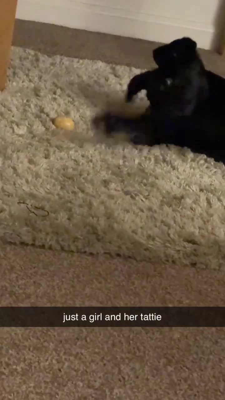 Mixed Breed dogs for sale: Peggy - Video 1