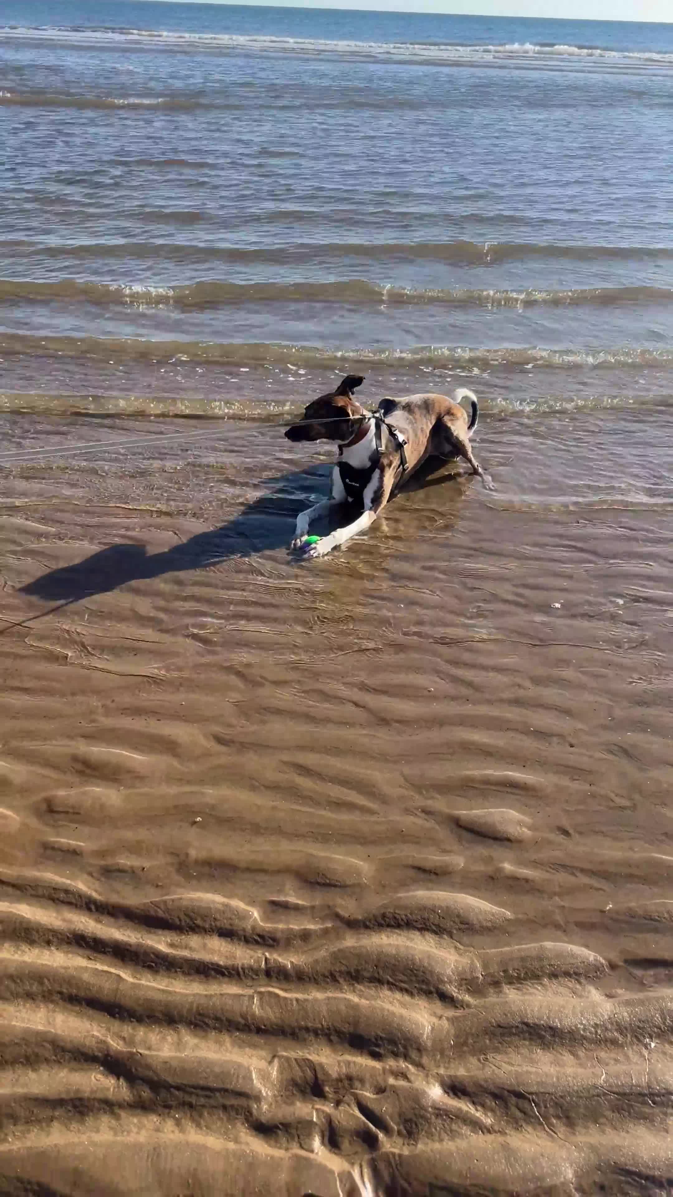 Mixed Breed dogs for sale: LOVING LURCHER FOR REHOMING in Lincoln - Video 1