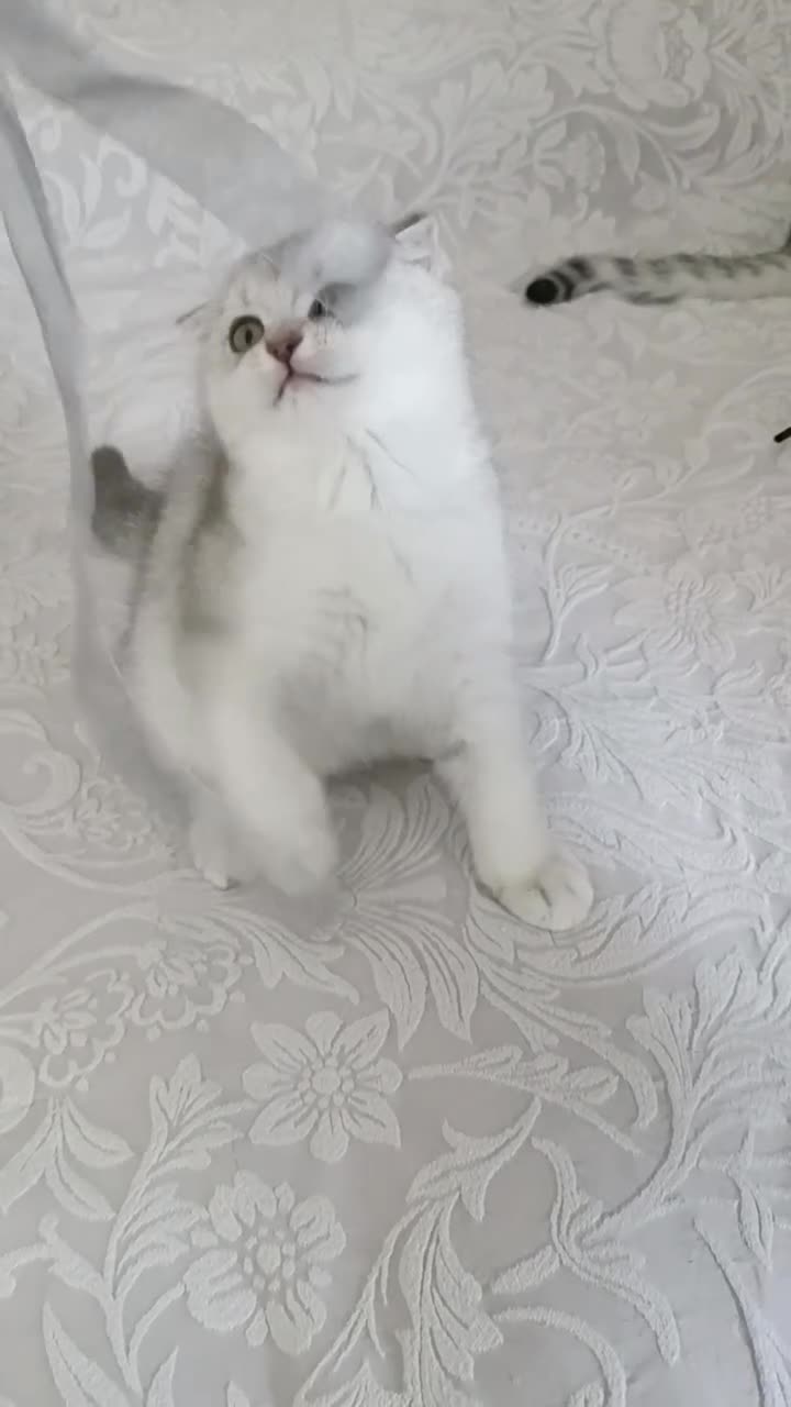 British Shorthair cats for sale: Lovely kittens  - Video 1